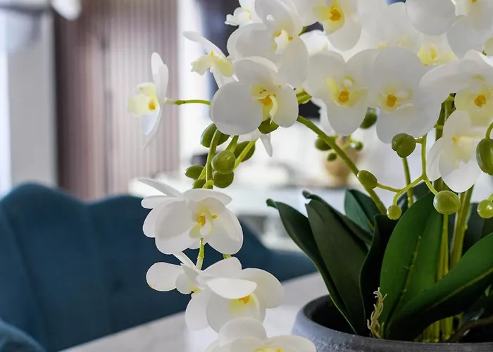 Old Town Kalvarija * Rijeka